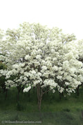  Chinese Fringe Tree - Chionanthus Retusus - 1 Gallon Pot