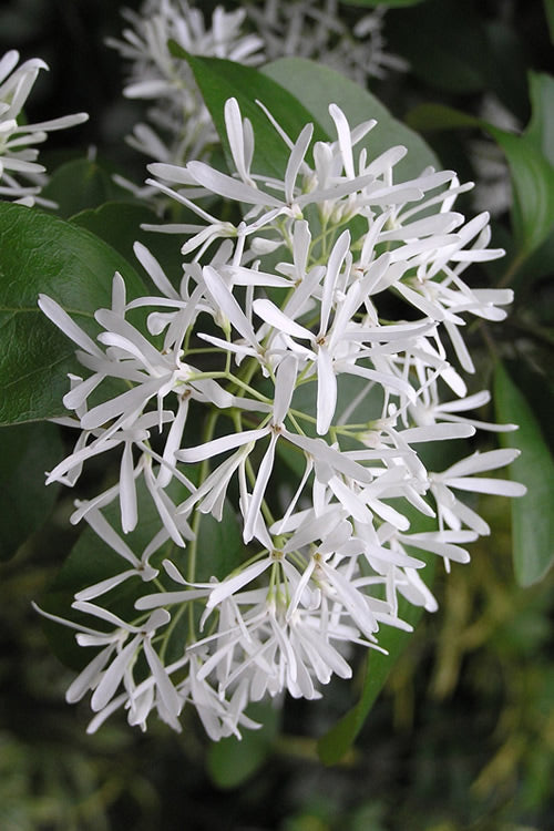  Chinese Fringe Tree - Chionanthus Retusus - 1 Gallon Pot