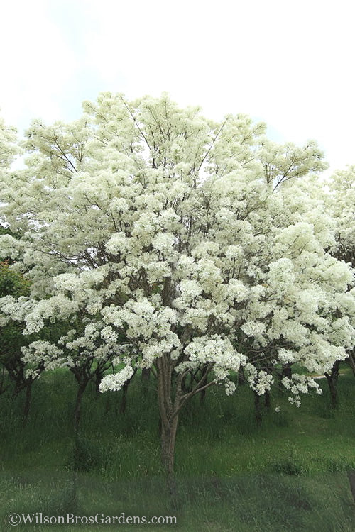  Chinese Fringe Tree - Chionanthus Retusus - 3 Gallon Pot