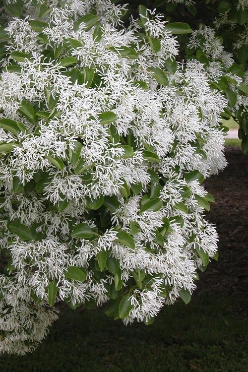  Chinese Fringe Tree - Chionanthus Retusus - 3 Gallon Pot