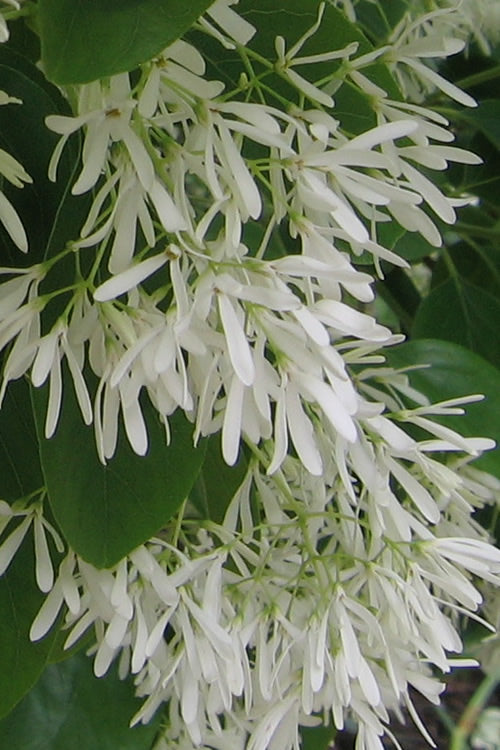  Chinese Fringe Tree - Chionanthus Retusus - 3 Gallon Pot