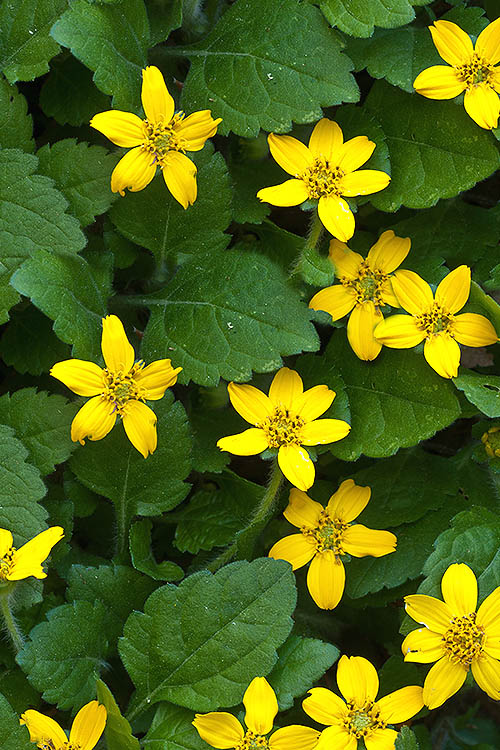  Superstar Green And Gold (Chrysogonum) - 3 Pack Of Quart Pots
