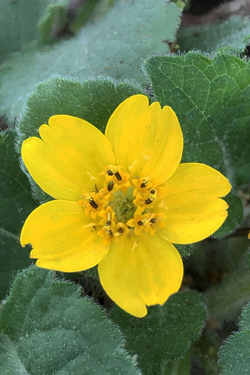  Superstar Green And Gold (Chrysogonum) - 3 Pack Of Quart Pots