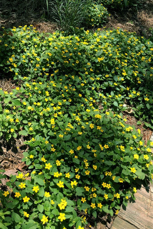  Superstar Green And Gold (Chrysogonum) - 3 Pack Of Quart Pots