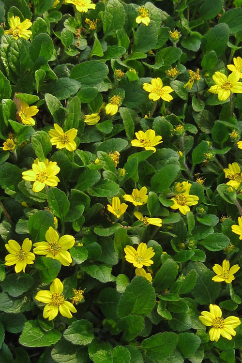  Superstar Green And Gold (Chrysogonum) - 3 Pack Of Quart Pots