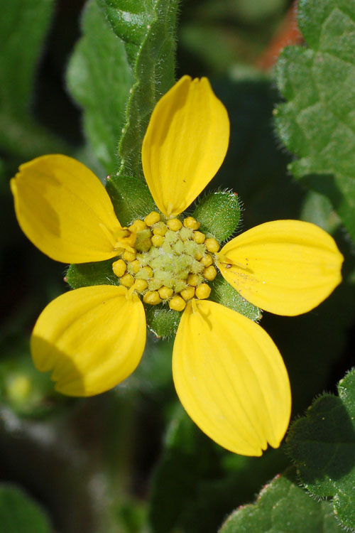  Chrysogonum Green And Gold (Goldenstar) - 5 Pack Of Pint Pots