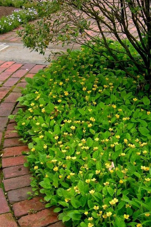  Chrysogonum Green And Gold (Goldenstar) - 10 Pack Of 4" Pots