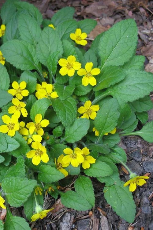  Chrysogonum Green And Gold (Goldenstar) - 10 Pack Of 4" Pots