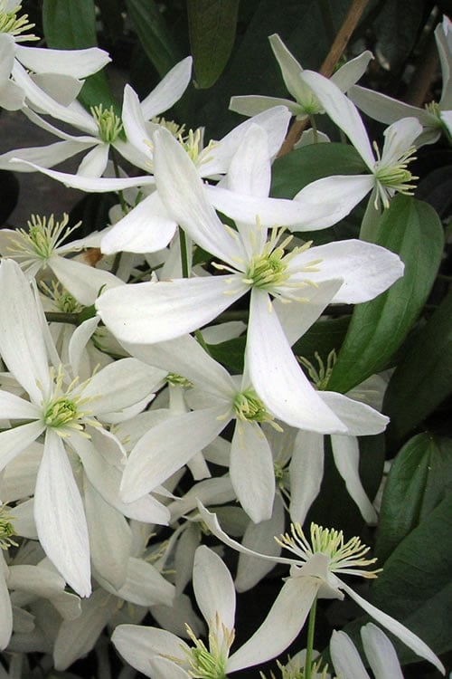  Snowdrift Evergreen Clematis Armandii - 1 Gallon Pot