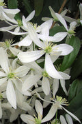  Snowdrift Evergreen Clematis Armandii - 3 Gallon Pot