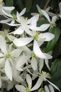  Snowdrift Evergreen Clematis Armandii - 2 Gallon Pot