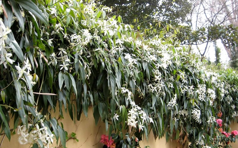  Snowdrift Evergreen Clematis Armandii - 2 Gallon Pot