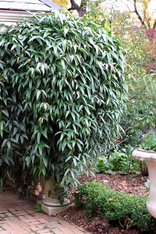  Snowdrift Evergreen Clematis Armandii - 5 Gallon Pot