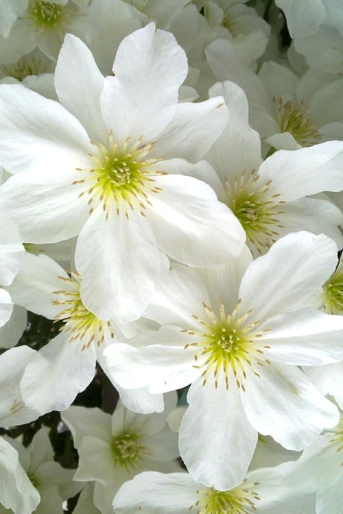  Avalanche Evergreen Clematis - 2 Gallon Pot