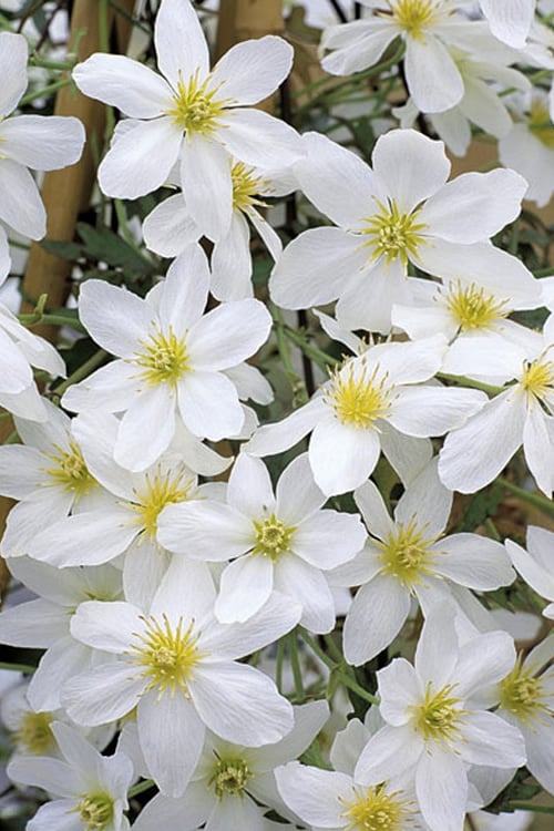  Avalanche Evergreen Clematis - 2 Gallon Pot