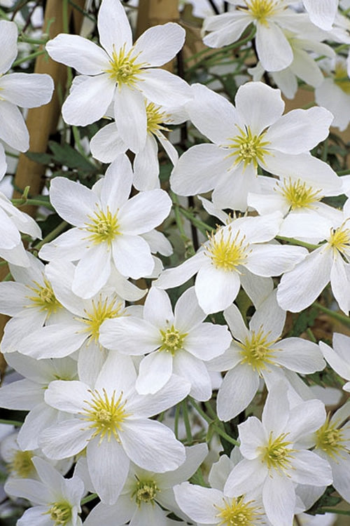  Avalanche Evergreen Clematis - 2 Gallon Pot