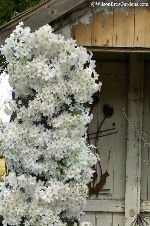  Avalanche Evergreen Clematis - 2 Gallon Pot