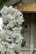  Avalanche Evergreen Clematis - 2 Gallon Pot