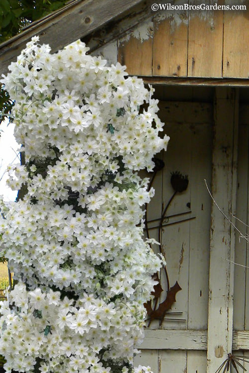  Avalanche Evergreen Clematis - 2 Gallon Pot
