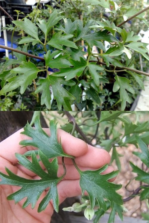  Avalanche Evergreen Clematis - 2 Gallon Pot