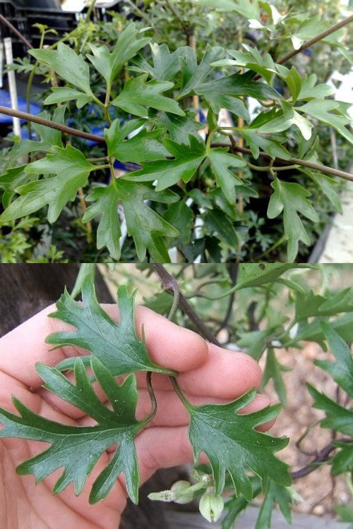  Avalanche Evergreen Clematis - 2 Gallon Pot