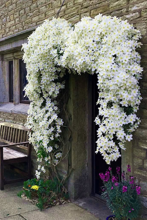  Avalanche Evergreen Clematis - 2 Gallon Pot