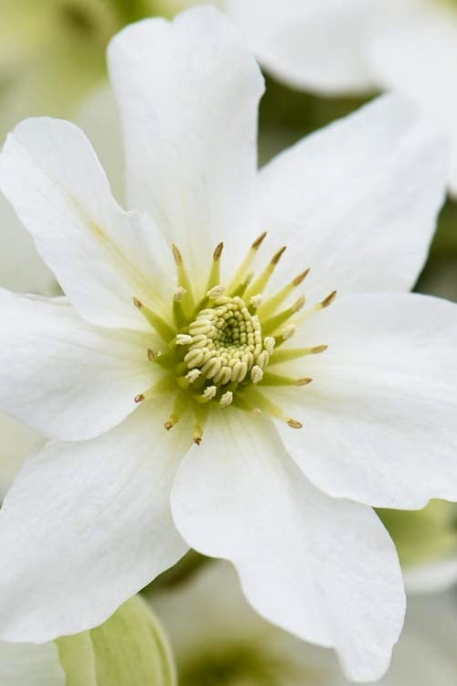  Avalanche Evergreen Clematis - 2 Gallon Pot