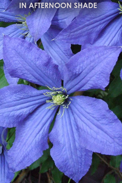  Rhapsody Clematis - 1 Gallon Pot
