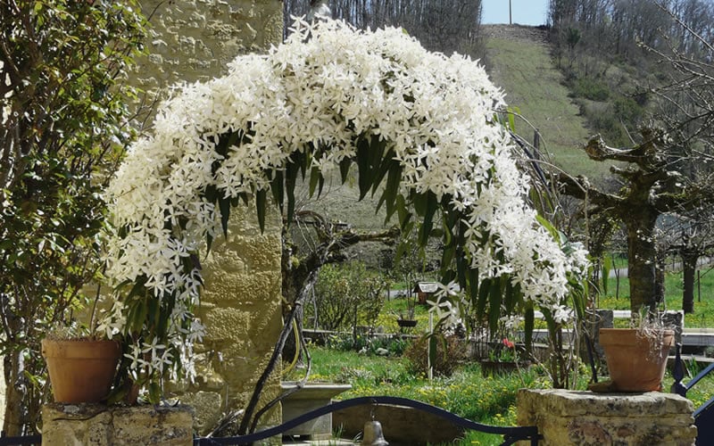  Snowdrift Evergreen Clematis Armandii - 1 Gallon Pot