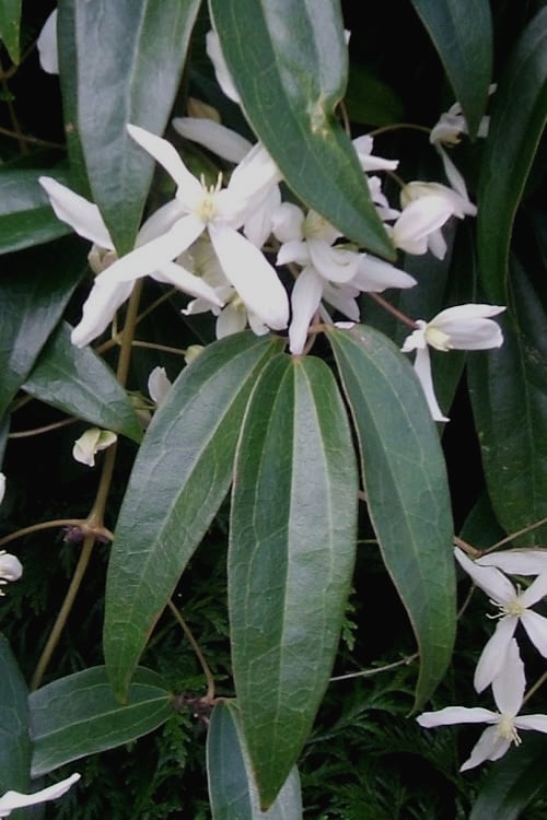  Snowdrift Evergreen Clematis Armandii - 2 Gallon Pot