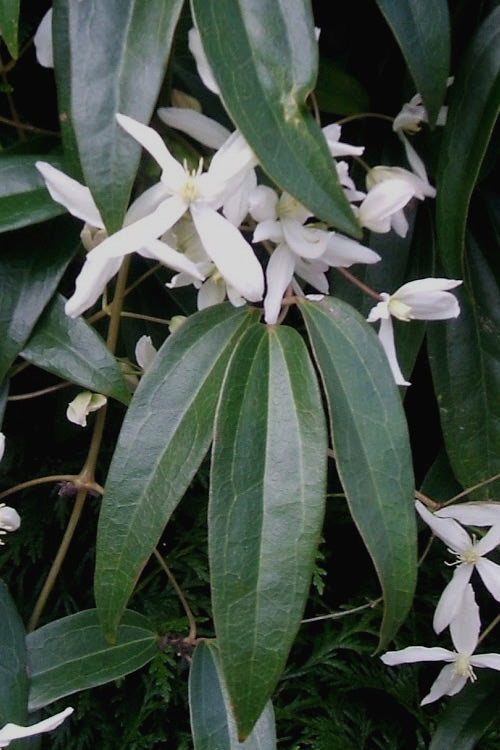  Snowdrift Evergreen Clematis Armandii - 3 Gallon Pot
