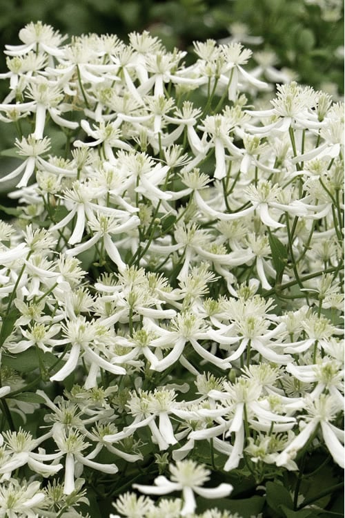  Sweet Autumn Clematis Terniflora - 3 Gallon Pot