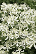  Sweet Autumn Clematis Terniflora - 3 Gallon Pot