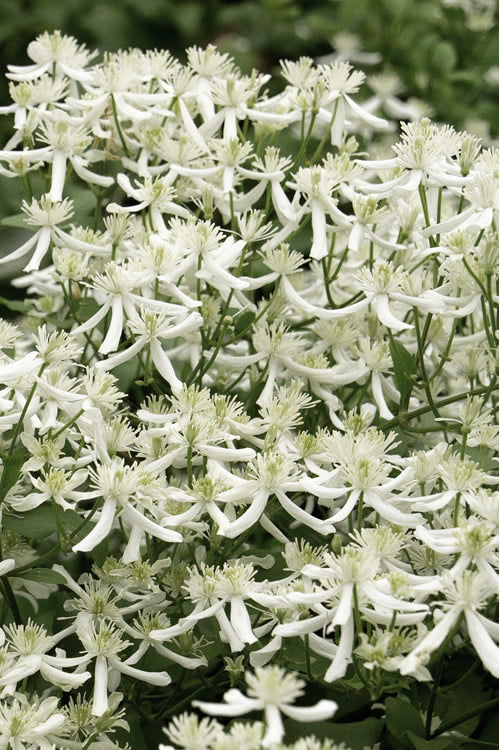  Sweet Autumn Clematis - 1 Gallon Pot (Staked)