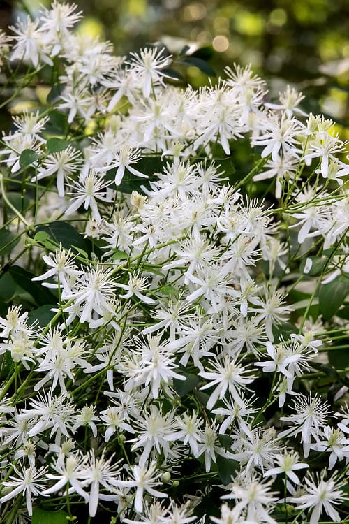  Sweet Autumn Clematis Terniflora - 3 Gallon Pot