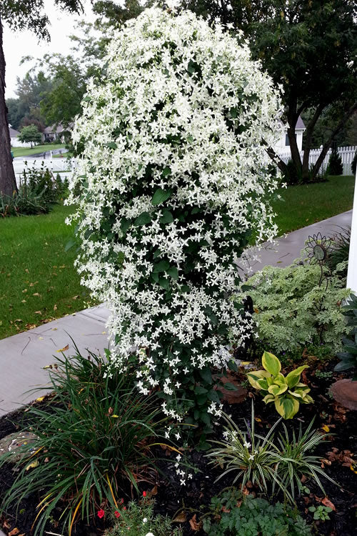  Sweet Autumn Clematis - 1 Gallon Pot (Staked)