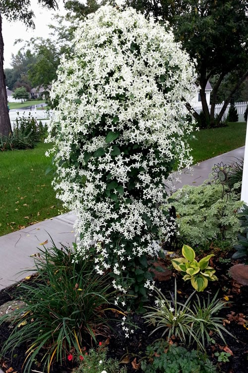  Sweet Autumn Clematis Terniflora - 3 Gallon Pot