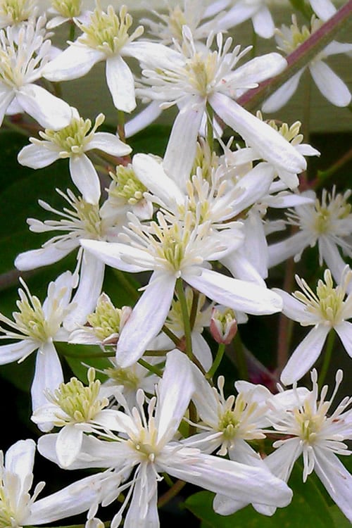  Sweet Autumn Clematis Terniflora - 3 Gallon Pot