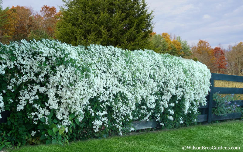  Sweet Autumn Clematis Terniflora - 3 Gallon Pot