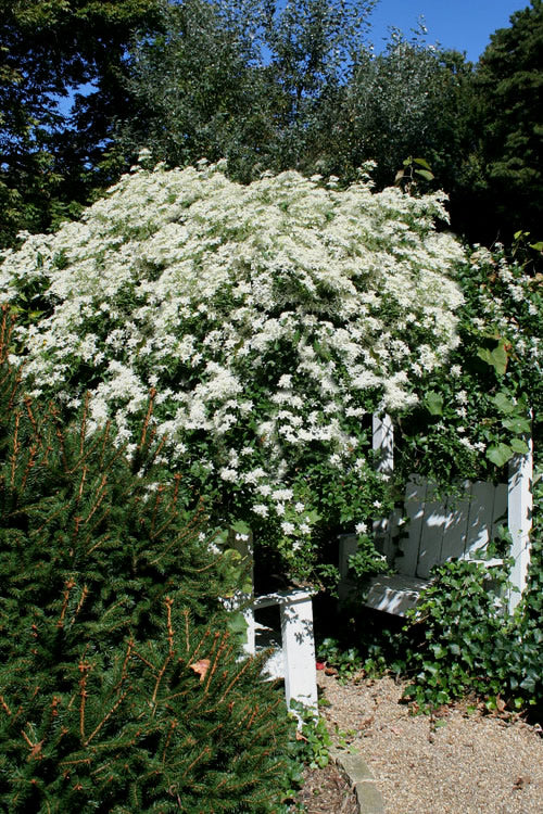  Sweet Autumn Clematis Terniflora - 3 Gallon Pot