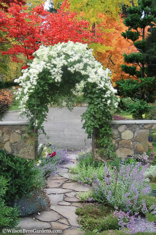  Sweet Autumn Clematis - 1 Gallon Pot (Staked)