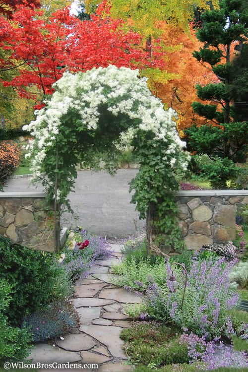  Sweet Autumn Clematis Terniflora - 3 Gallon Pot