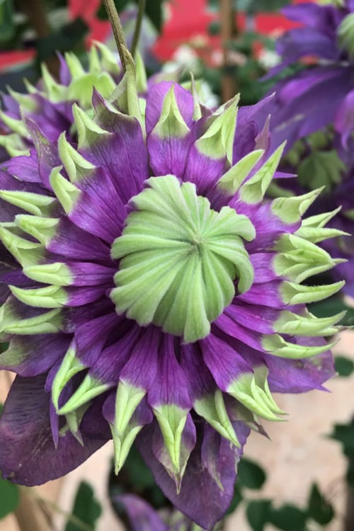  Taiga Clematis - 2 Gallon Pot