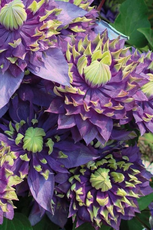  Taiga Clematis - 2 Gallon Pot