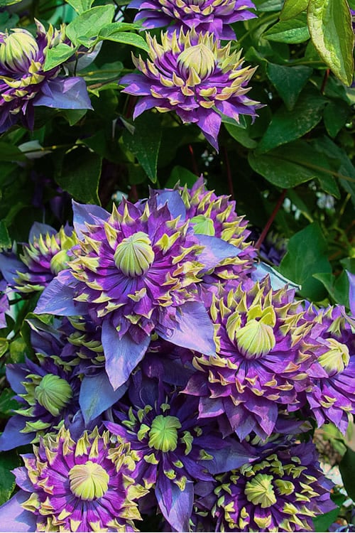  Taiga Clematis - 1 Gallon Pot
