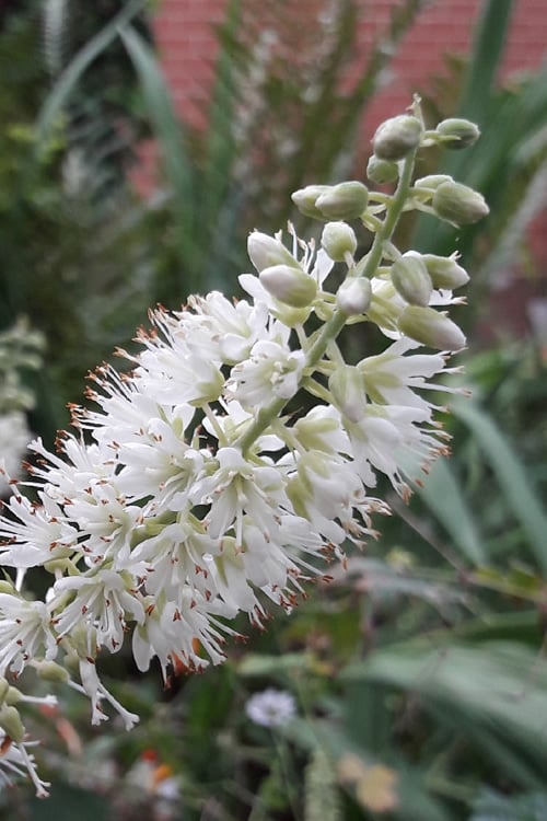 Hummingbird Summersweet Clethra - 1 Gallon Pot