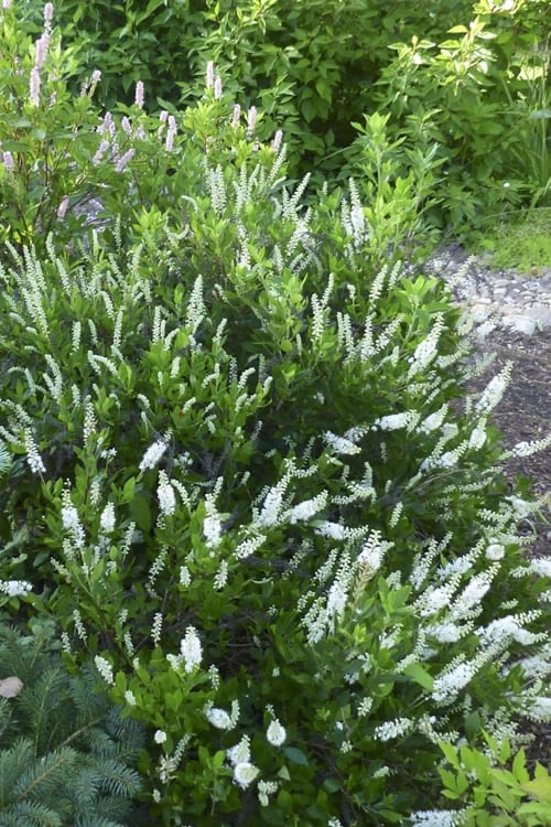  Hummingbird Summersweet Clethra - 1 Gallon Pot