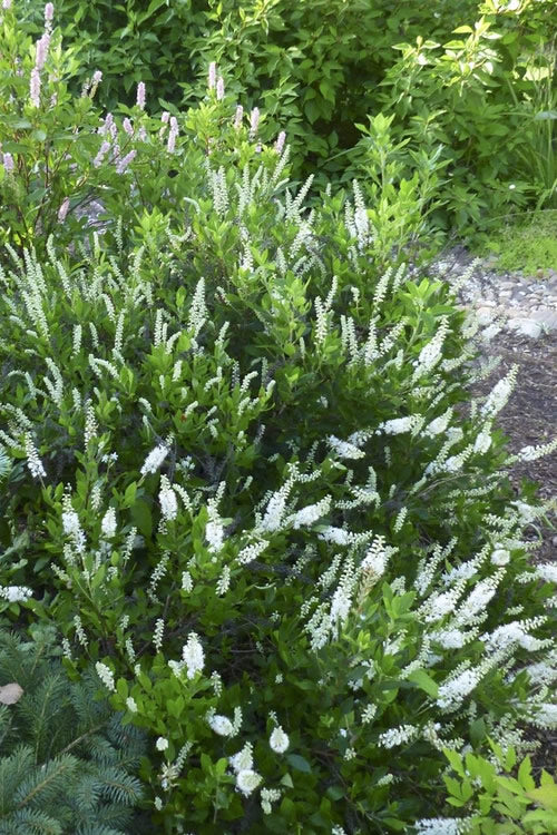  Hummingbird Summersweet Clethra - 3 Gallon Pot
