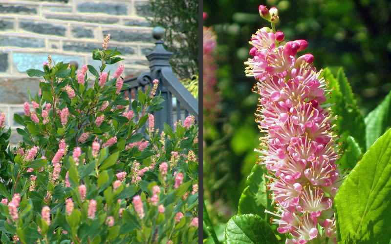  Ruby Spice Summersweet (Clethra) - 3 Gallon Pot