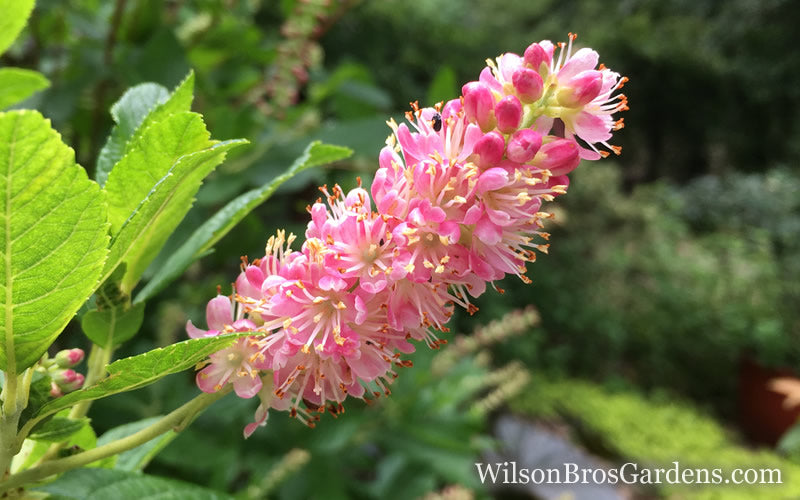  Ruby Spice Summersweet (Clethra) - 3 Gallon Pot